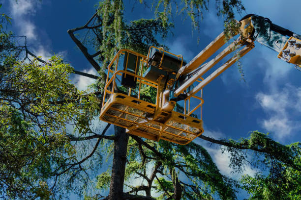 Best Tree Removal Services  in Clinton, PA